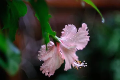 Hibiscus in dew Stock Photos