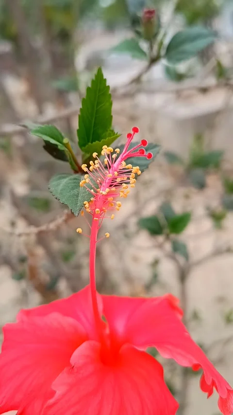 Hibiscus flower 1 Stock Footage 272248324