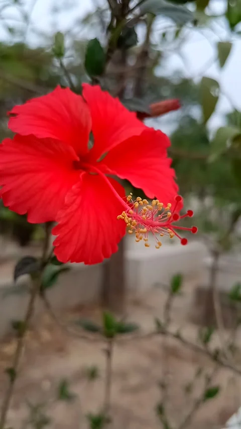 Hibiscus flower 2 Stock Footage 272248358