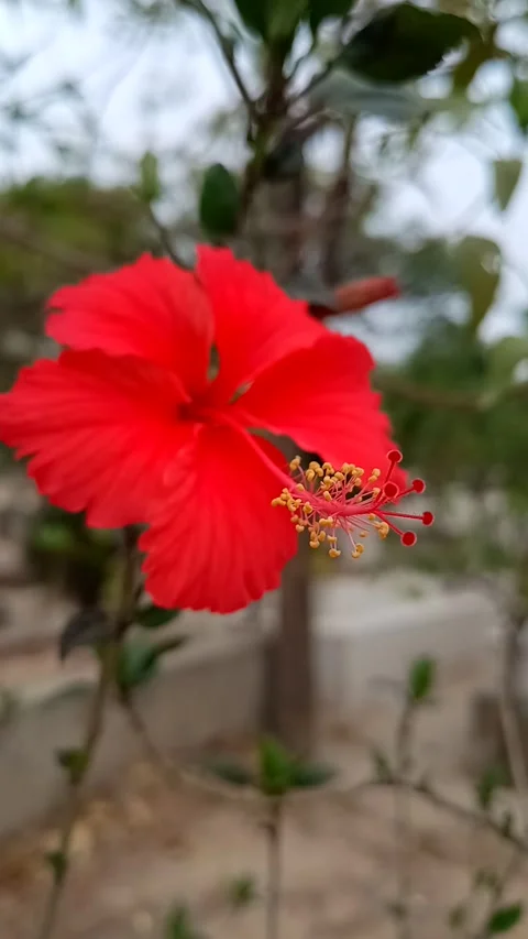 Hibiscus flower 3 Stock Footage 272248282