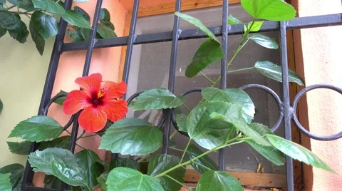 Hibiscus flower and window Stock Footage 68319490