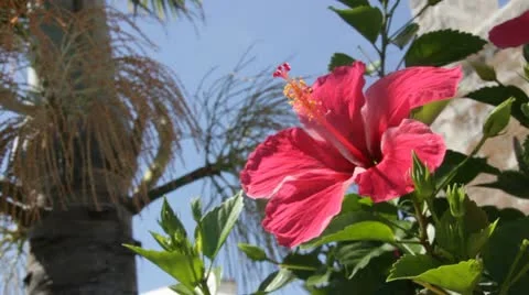 Hibiscus Flower in Bermuda Stock Footage 11800629