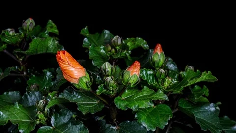 Hibiscus flower blooming opening time lapse 動画素材 337727764