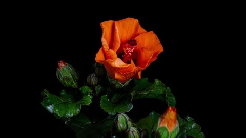 Hibiscus flower blooming opening time lapse Vídeo Stock 339786392