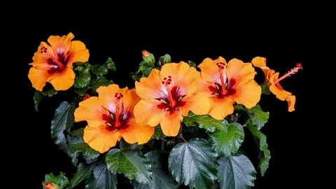 Hibiscus flower blooming opening time lapse 스톡 동영상 345198253