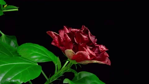 A hibiscus flower blooms. The bud opens and blooms into a large orange yellow Stock Footage 219414543