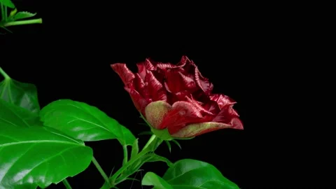 A hibiscus flower blooms. The bud opens and blooms into a large orange yellow Stock Footage 235629243