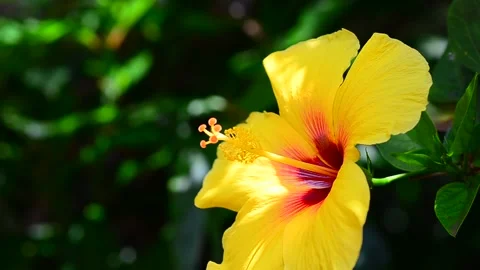 Hibiscus Flower Breeze Stock Footage 154486692