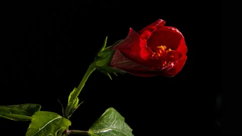 Hibiscus flower bud opening in time lapse 4k on black background, studio shot 库存影片 133850108