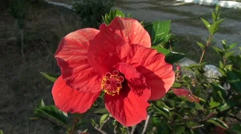 Hibiscus flower close up Stock Footage 10764005