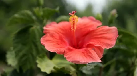 Hibiscus Flower Close Up Video stock 11800632