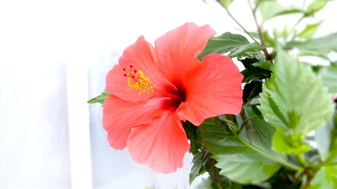 Hibiscus Flower Close Up Stock Footage 100352210