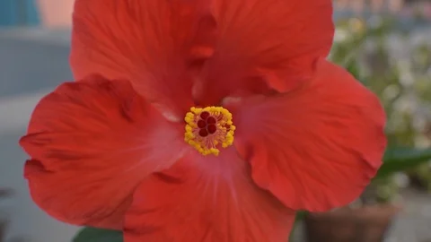Hibiscus flower close up front view in terrace garden Stock Footage 104180524