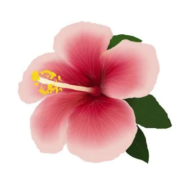 Hibiscus flower editable vector illustration.. Stock Illustration