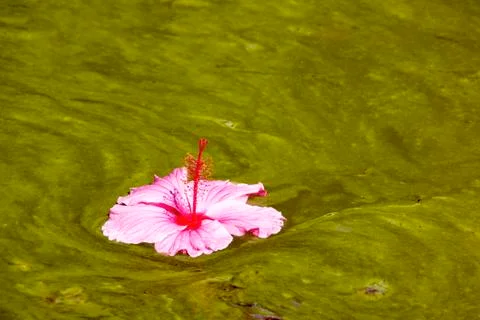 Hibiscus flower floating on algae infested water background Stock Photos