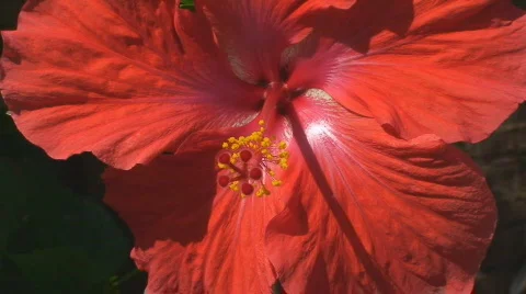 Hibiscus flower Stock Footage 671677