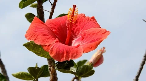 Hibiscus flower Stock Footage 7133251