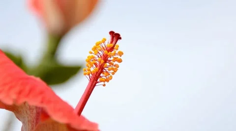 Hibiscus flower Video stock 7133260