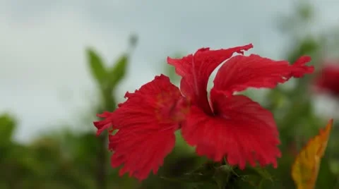 Hibiscus flower Stock Footage 11228796