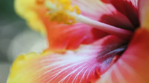 Hibiscus flower Stock Footage 27091958