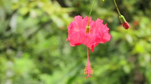 Hibiscus flower Stock Footage 48743795