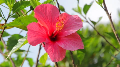 Hibiscus flower Stock-Footage 58530904