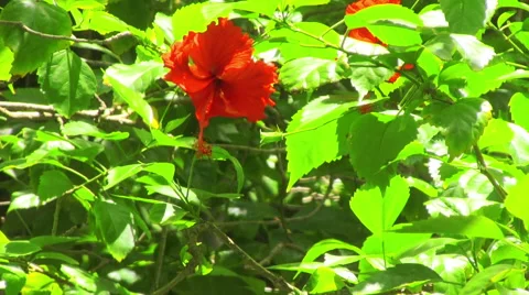 Hibiscus flower Stock Footage 62285318