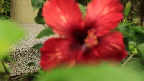 Hibiscus Flower 動画素材 75658036