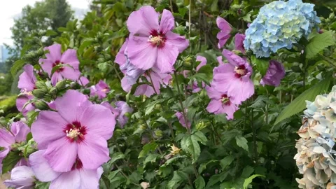 Hibiscus Flower Stock Footage 137059085