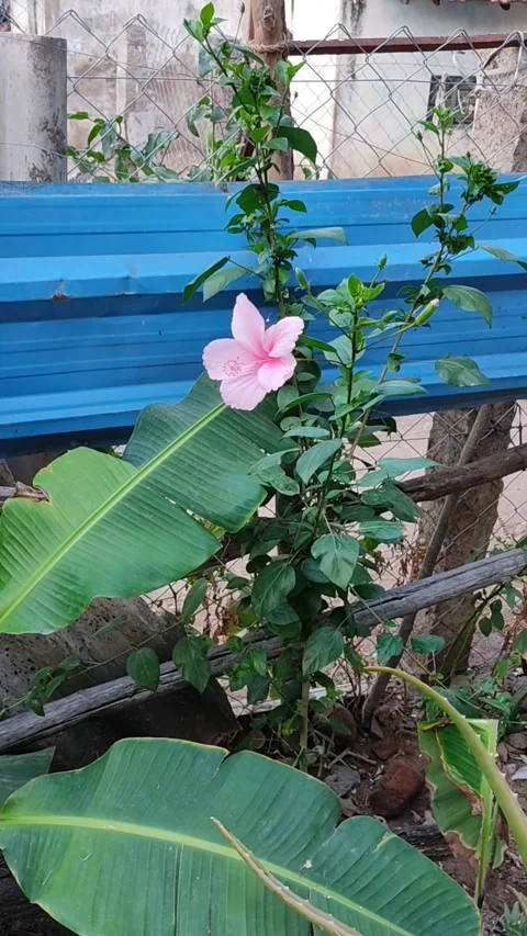 Hibiscus flower Stock Footage 150747264