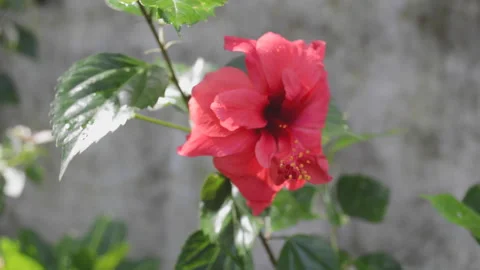 Hibiscus flower Stock Footage 159790585
