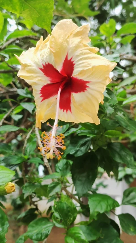 Hibiscus Flower Stock Footage 219554924