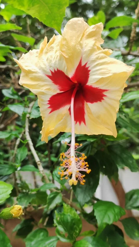 Hibiscus Flower Stock Footage 219554936