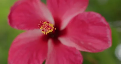 Hibiscus Flower Stock Footage 233845995