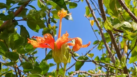 Hibiscus flower in the Garden Stock Footage 267107399