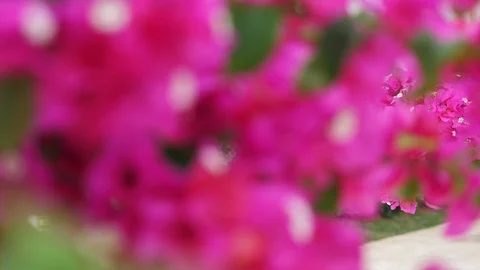 Hibiscus flower growing in pot Stock Footage 105340124