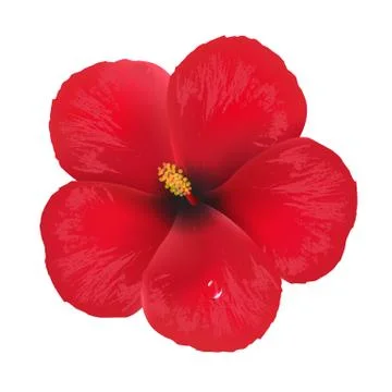 Hibiscus flower Stock Illustration