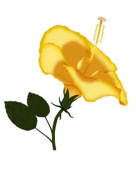 Hibiscus flower Stock Illustration