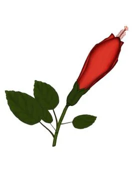 Hibiscus flower Stock Illustration