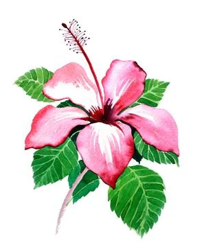 Hibiscus flower Illustrazione stock