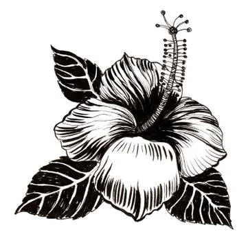 Hibiscus flower Stock Illustration