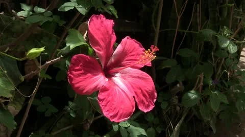 Hibiscus flower in a light breeze. Stock-Footage 10850268