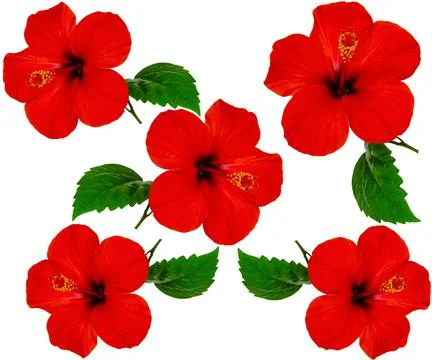 Hibiscus flower pattern Stock Photos
