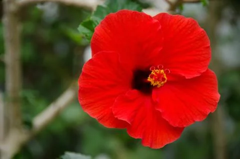 Hibiscus flower Foto stock
