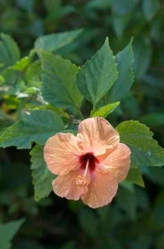 Hibiscus flower Stock Photos