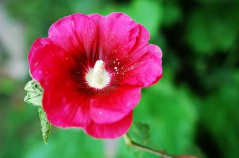 Hibiscus flower Stock Photos