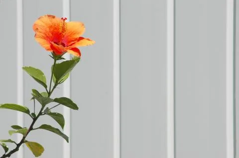 Hibiscus flower Stock-Fotos