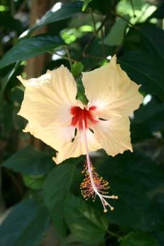 Hibiscus flower Stock Photos