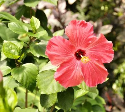 Hibiscus flower Stock-Fotos
