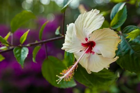 Hibiscus flower Stock Photos
